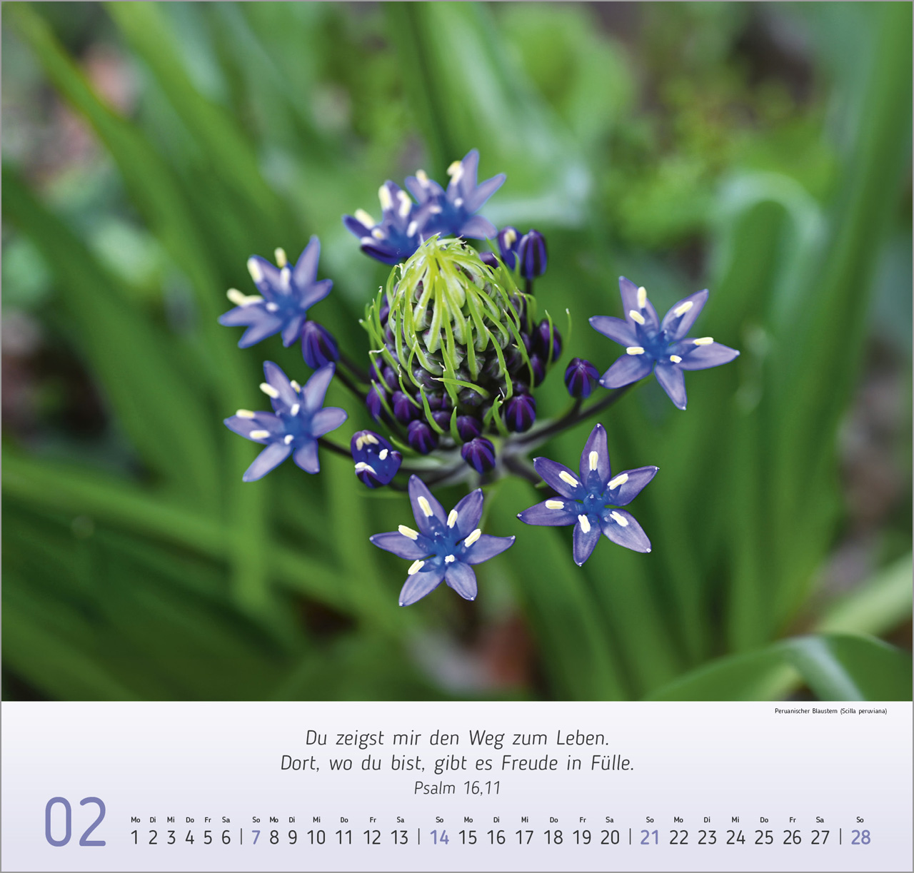 Blumen-Impressionen 2027 – Wandkalender