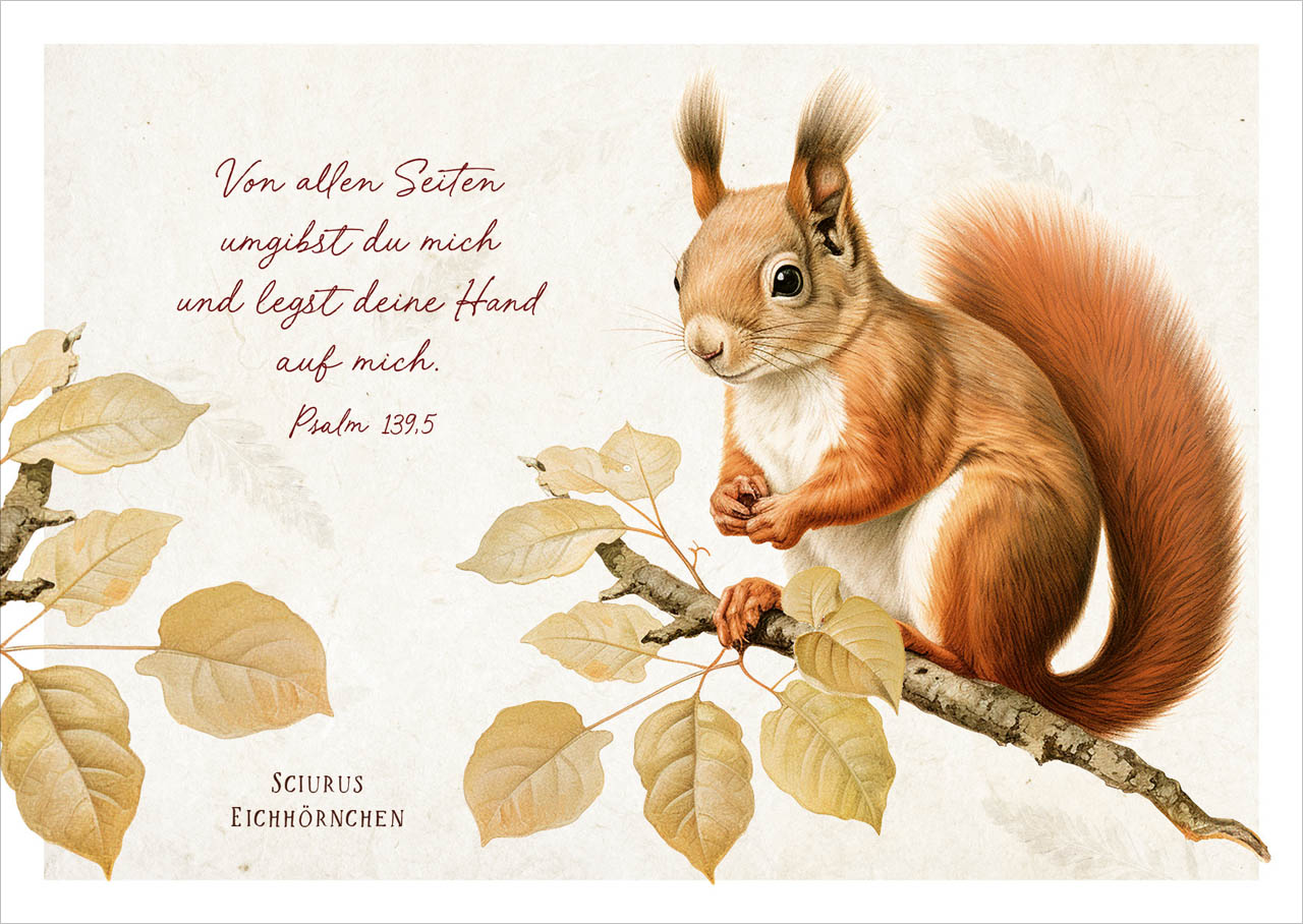 Postkarte niedliches Eichhörnchen