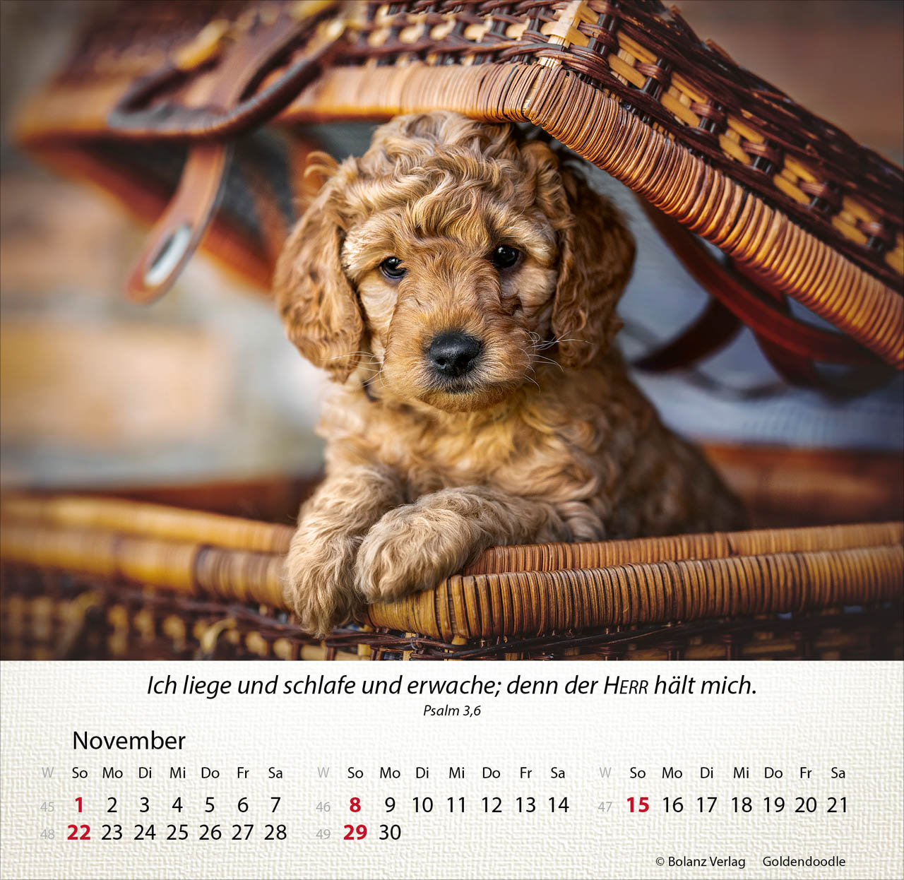 Hunde 2026 - Tischkalender