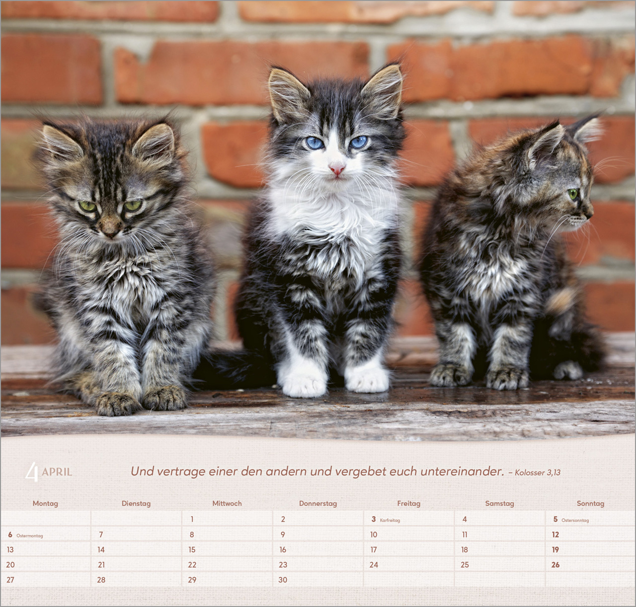 Katzen Wandkalender 2026