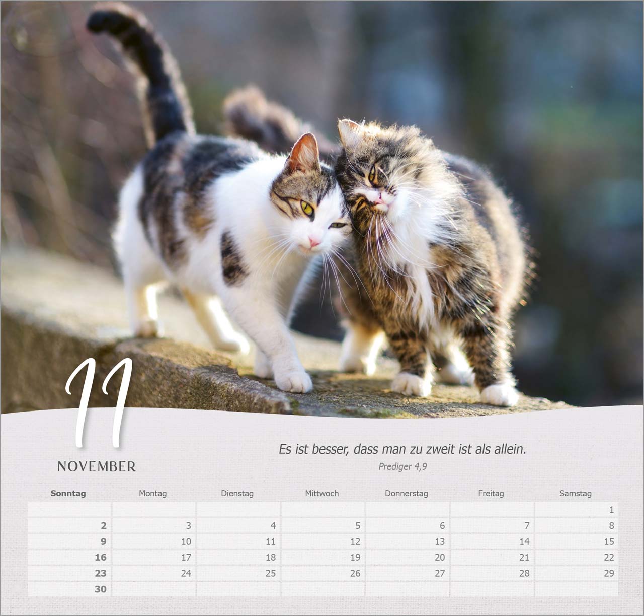 Katzen Wandkalender