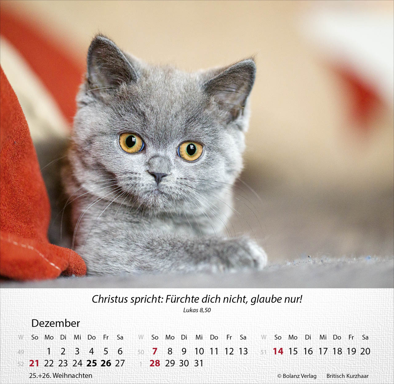 Katzen 2025 - Tischkalender