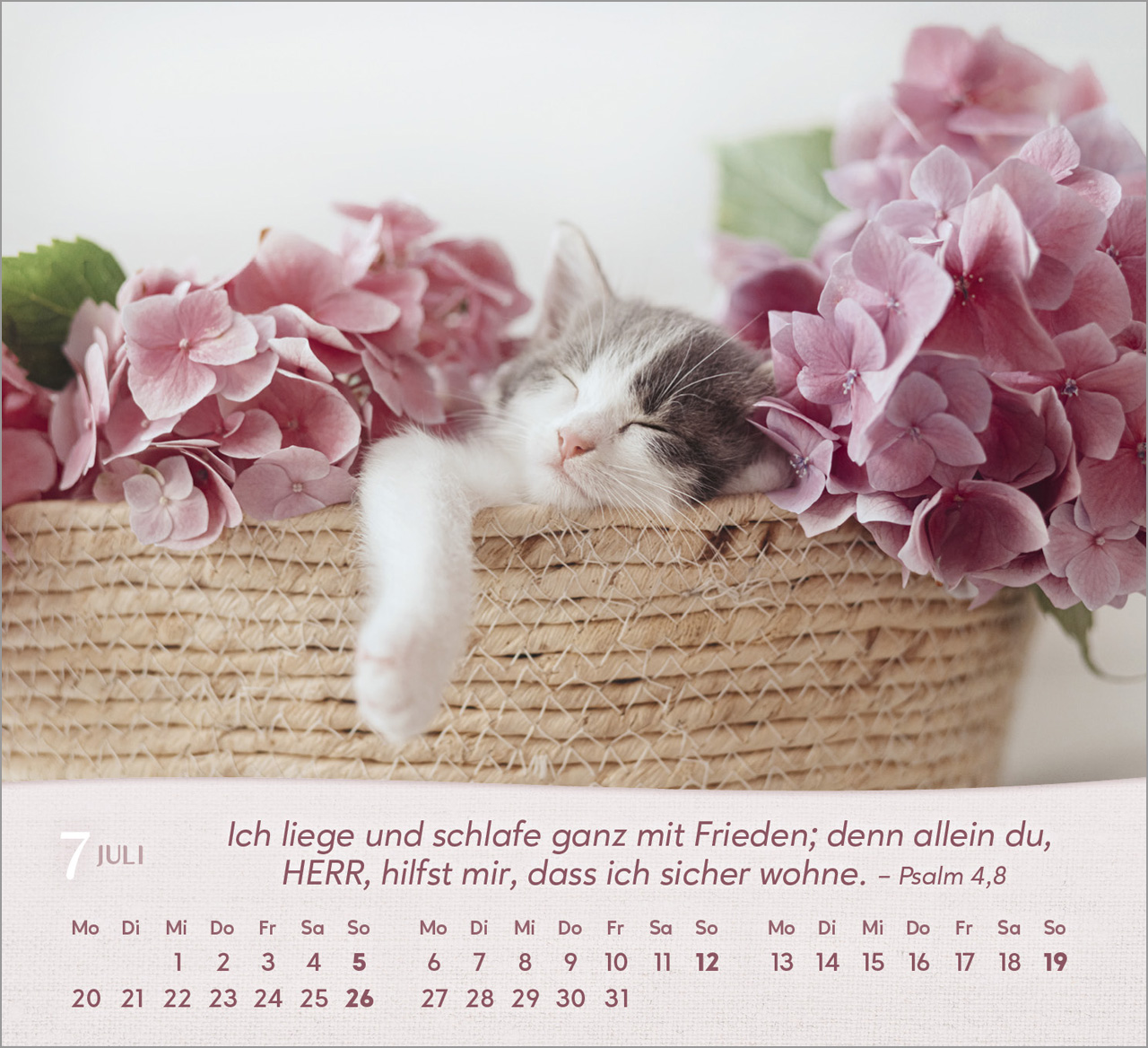 Katzen Tischkalender 2026 Katzen Tischkalender 2026