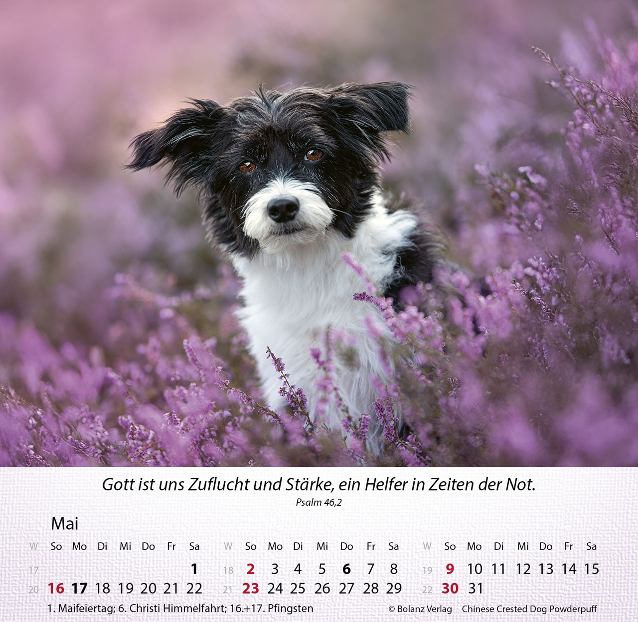 Hunde 2027 – Tischkalender