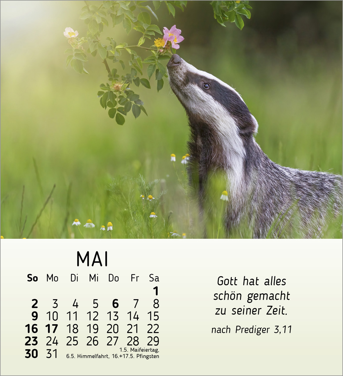 Meine kleinen Freunde 2027 – Tischkalender