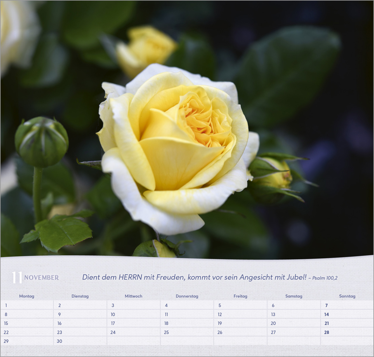 Rosen 2027 – Wandkalender