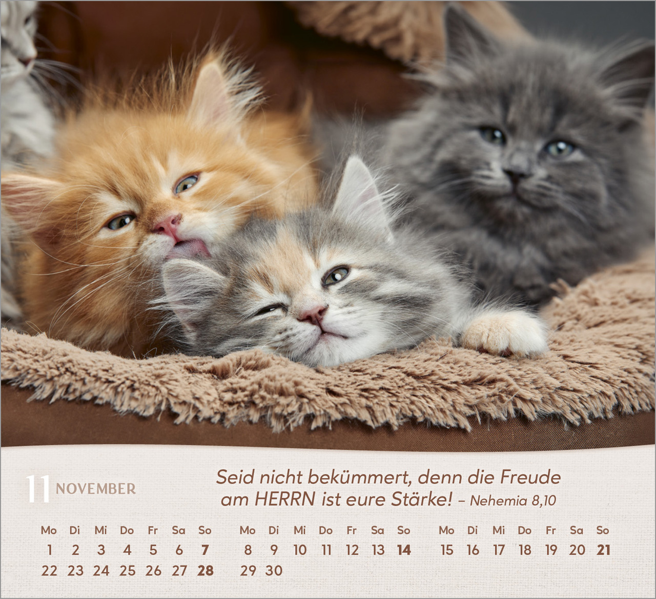 Katzen 2027 – Tischkalender