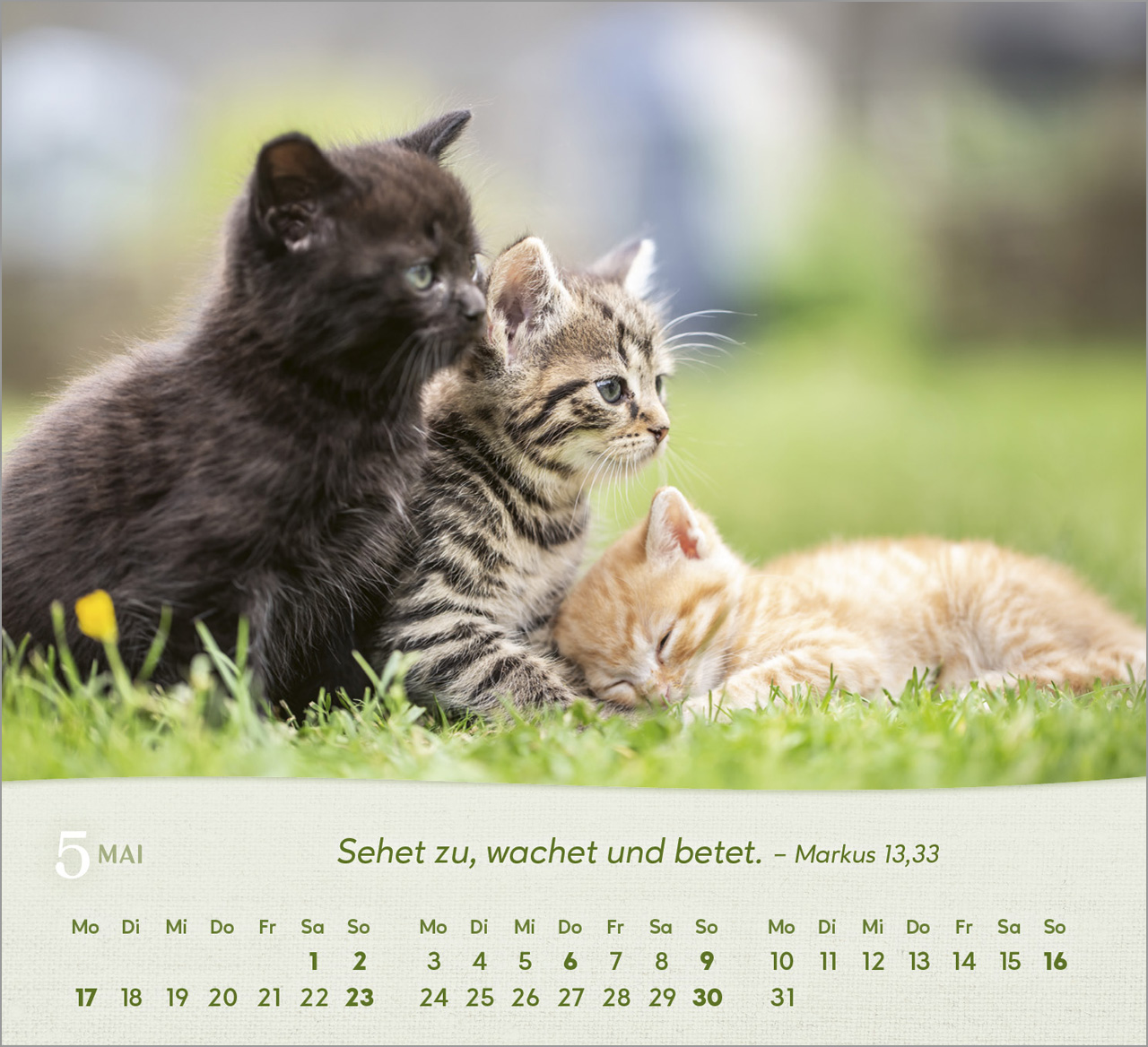 Katzen 2027 – Tischkalender