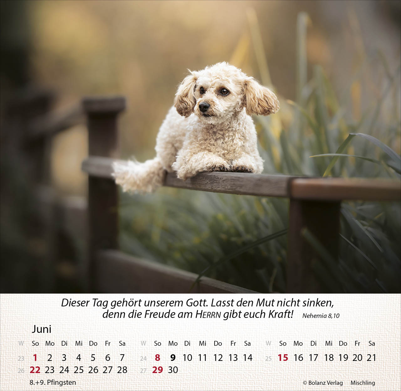 Hunde 2025 - Tischkalender