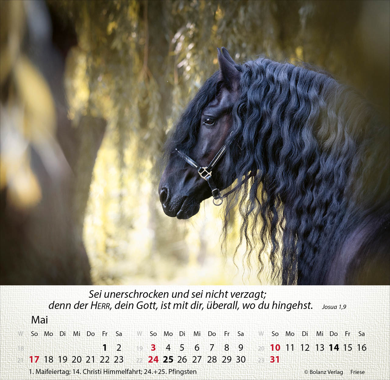 Pferde 2026 - Tischkalender