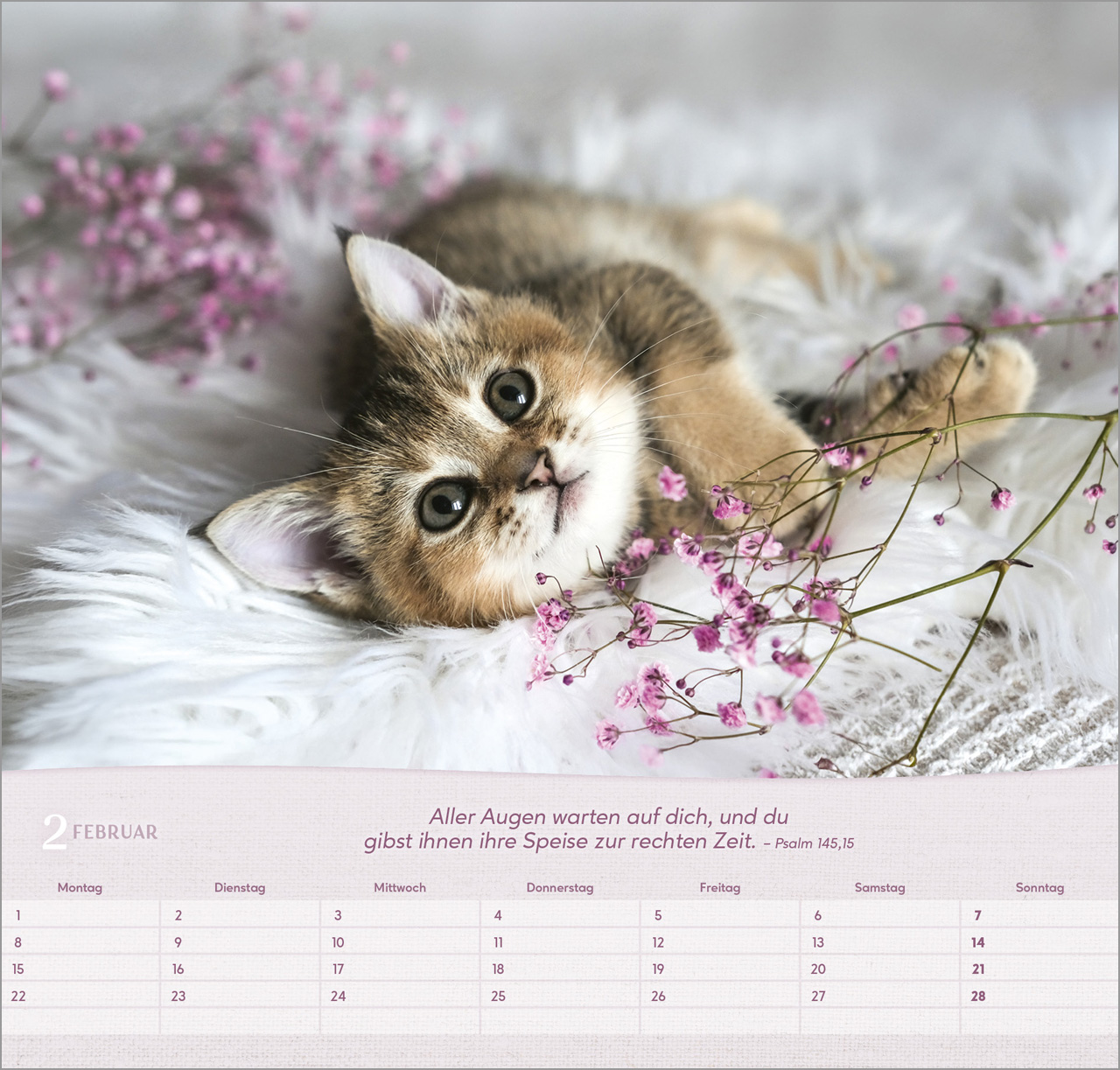 Katzen 2027 – Wandkalender