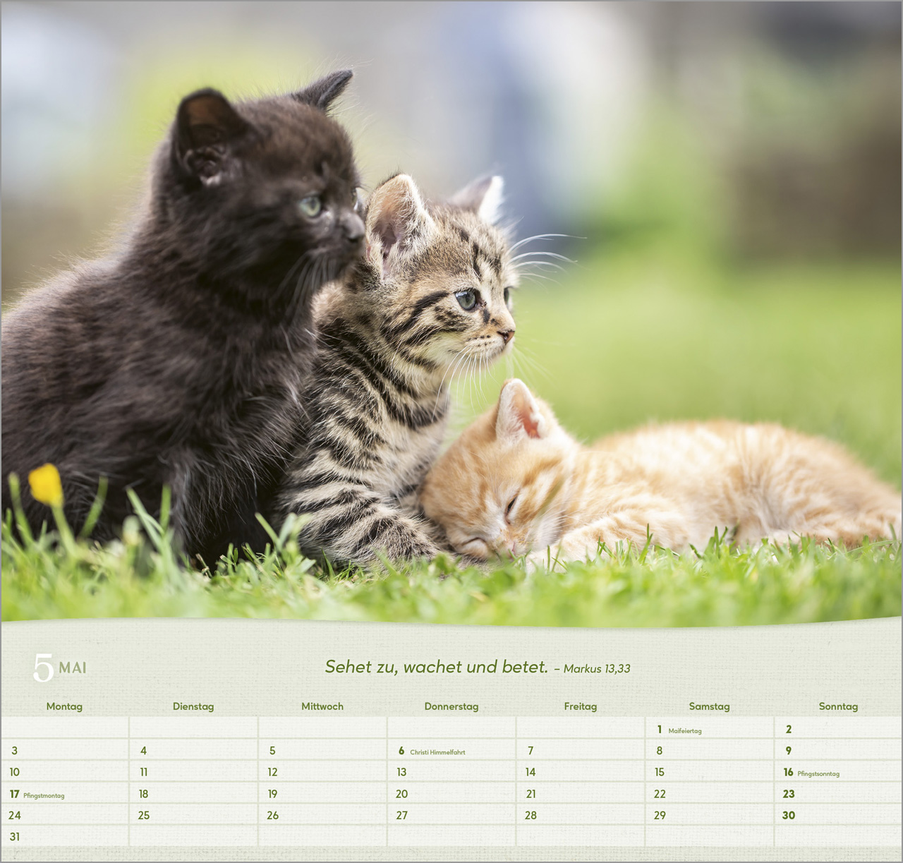 Katzen 2027 – Wandkalender