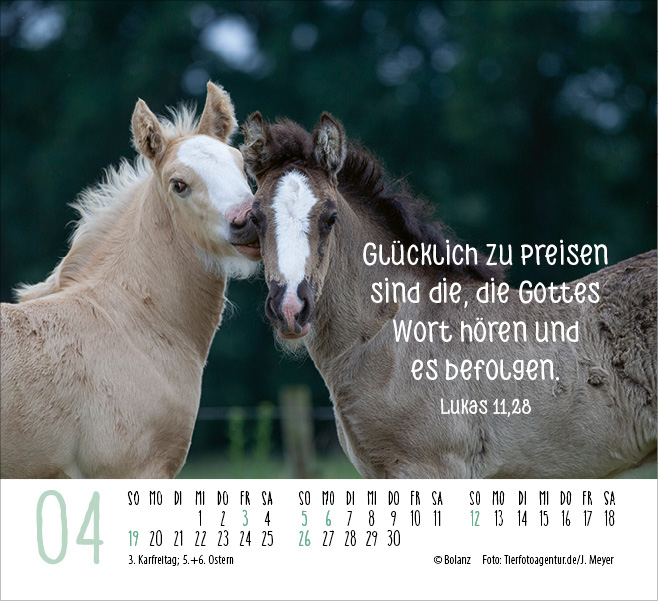Pferde - elegante Schönheiten - Minikalender 2026 Pferde - elegante Schönheiten - Minikalender 2026