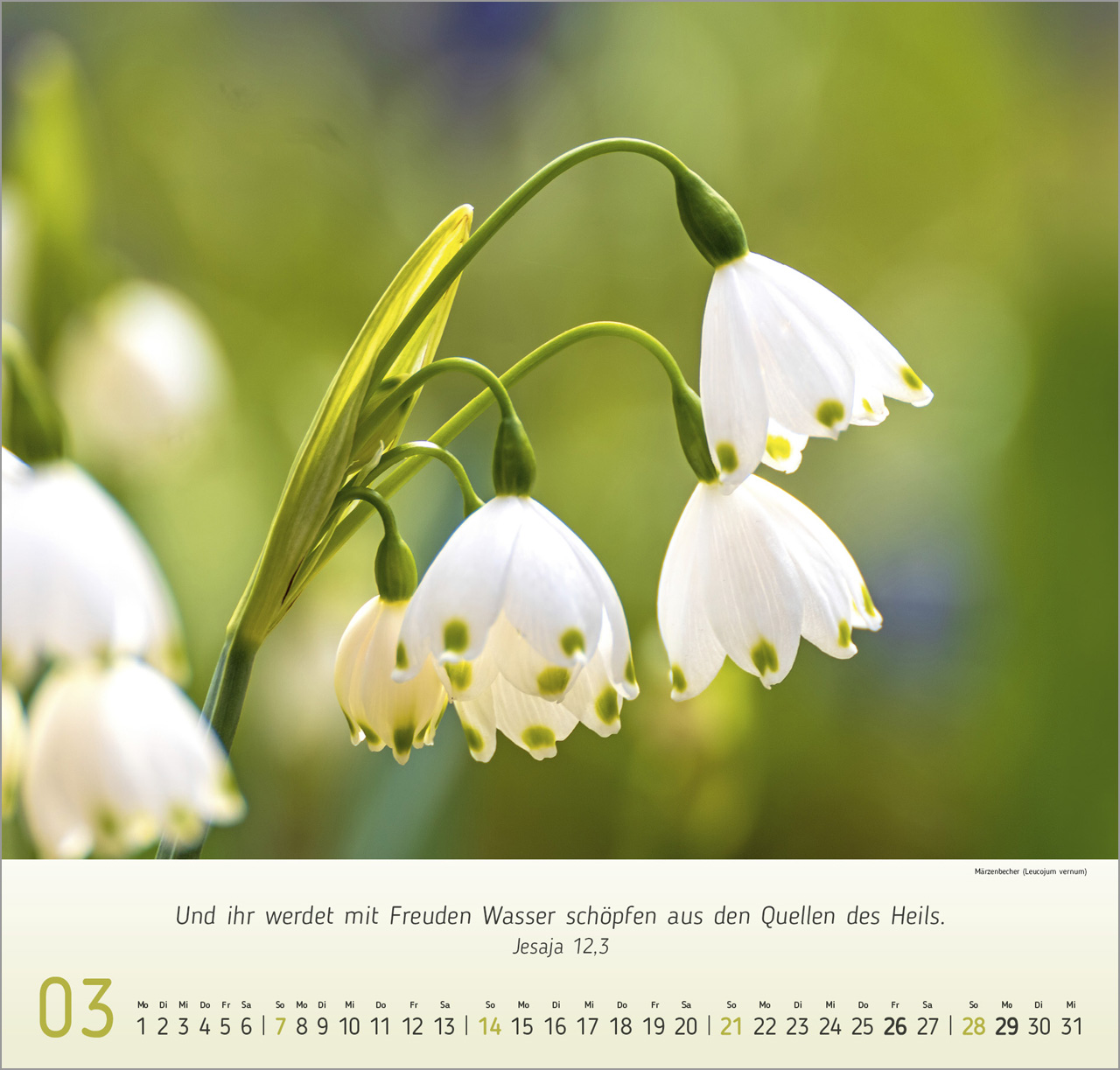 Blumen-Impressionen 2027 – Wandkalender