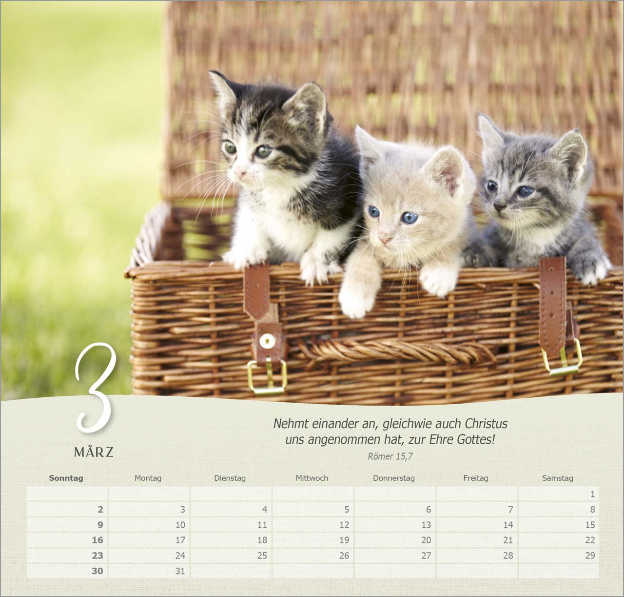 Katzen Wandkalender