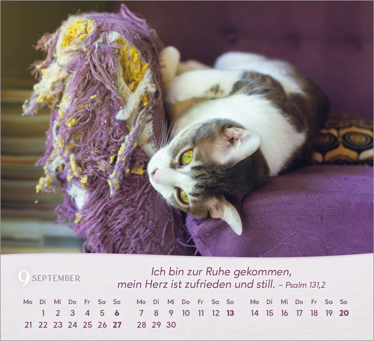 Katzen Tischkalender 2026 Katzen Tischkalender 2026