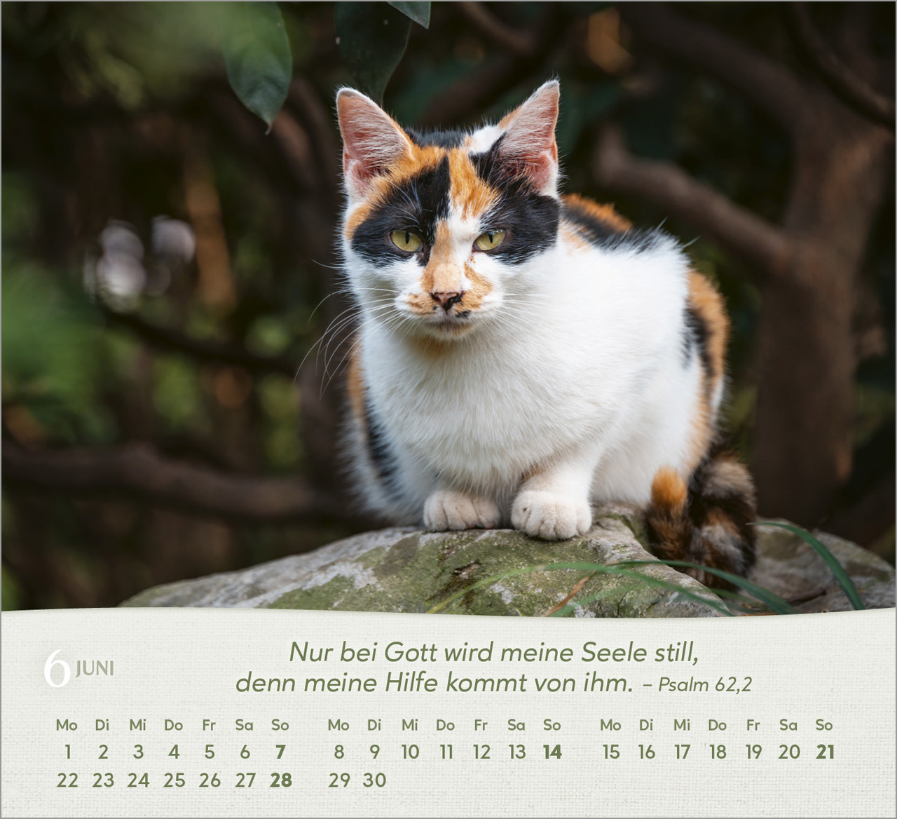 Katzen Tischkalender 2026 Katzen Tischkalender 2026
