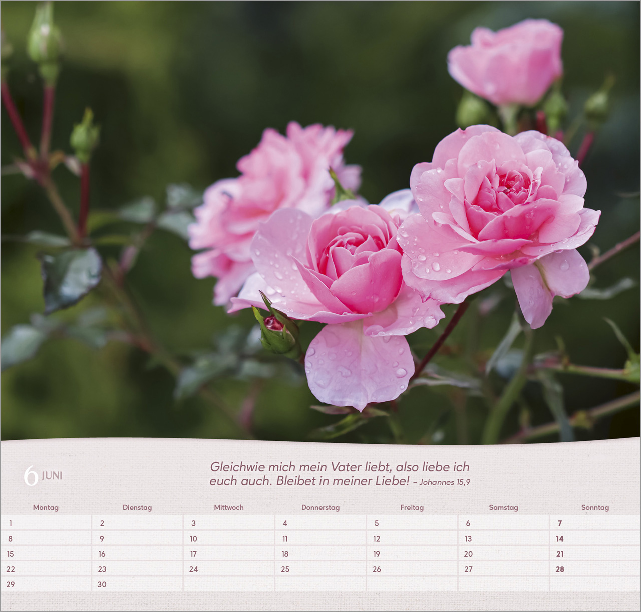 Rosen Wandkalender 2026