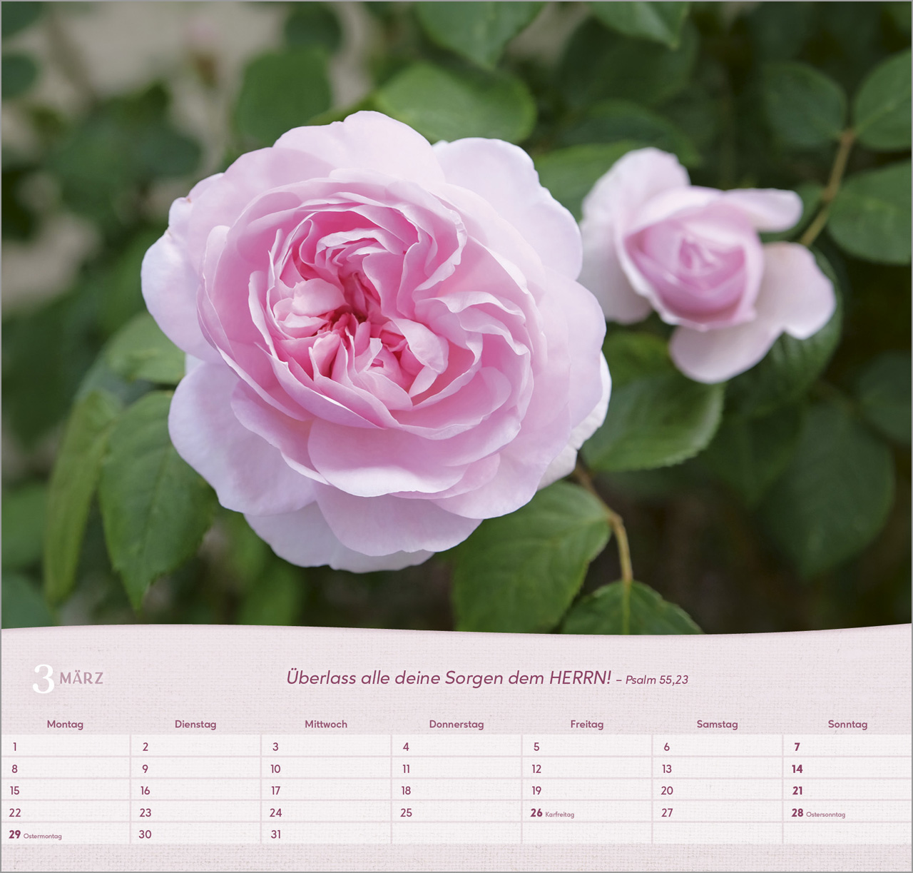 Rosen 2027 – Wandkalender