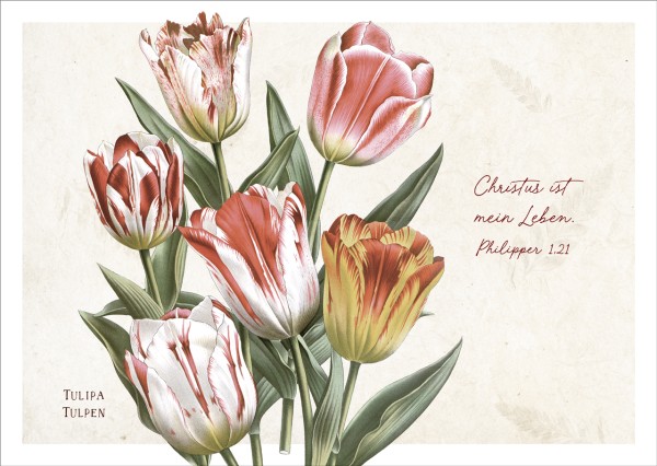 Postkarte Christus ist mein Leben - Tulpen - Philipper 1,21