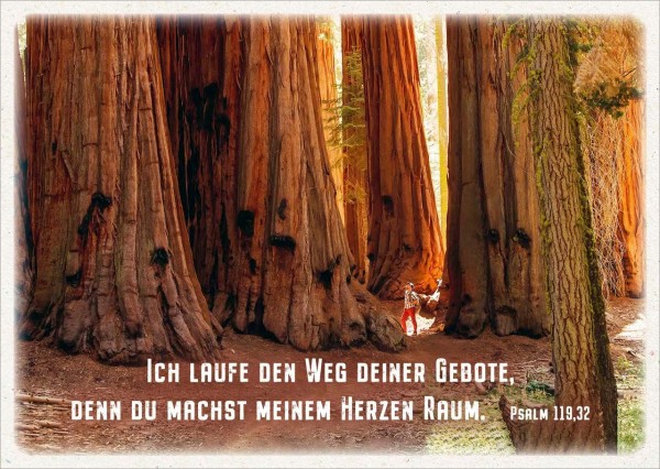 Postkarte Mammutbäume