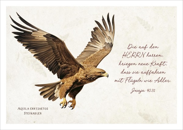 Postkarte Adler