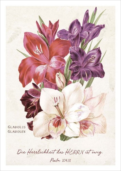 Postkarte Herrlichkeit - Gladiolen