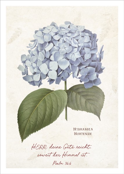 Postkarte Deine Güte reicht - Hortensien