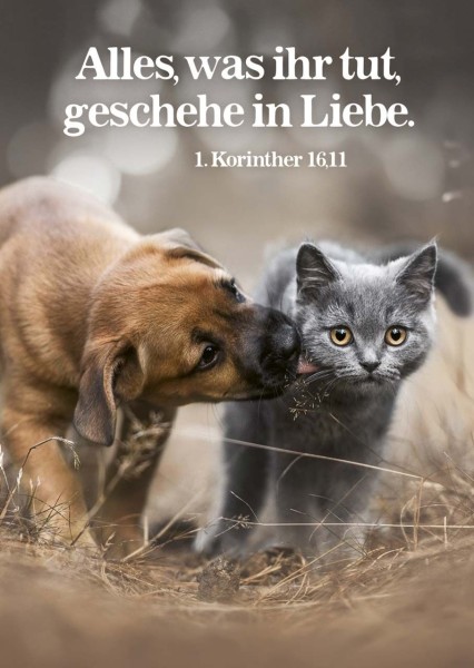 Poster Jahreslosung A3 2024 'Hund und Katze'