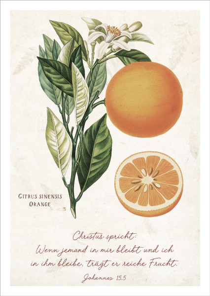 Postkarte Reiche Frucht - Orange