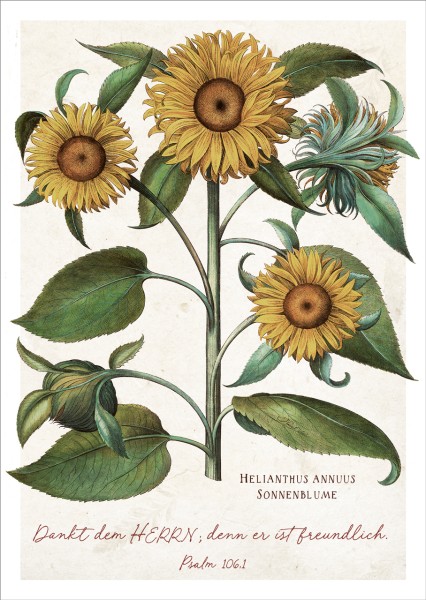 Postkarte Dankt dem Herrn - Sonnenblume